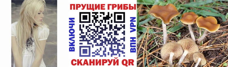 наркотики  Шатура  Псилоцибиновые грибы Psilocybe 